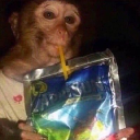 Caprisun Monkey Cryptocurrency Logo