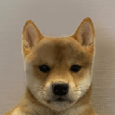 DogWifNoHat Cryptocurrency Logo