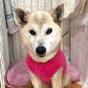 Ito-chan Cryptocurrency Logo