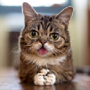 LIL BUB Cryptocurrency Logo