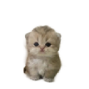 mao Cryptocurrency Logo