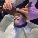 monkeyhaircut Cryptocurrency Logo