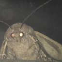 MOTH Cryptocurrency Logo