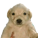 Perro Dinero Cryptocurrency Logo