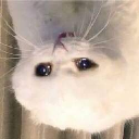 UpSideDownCat Cryptocurrency Logo