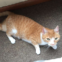 Waffles Davincij15's Cat Cryptocurrency Logo